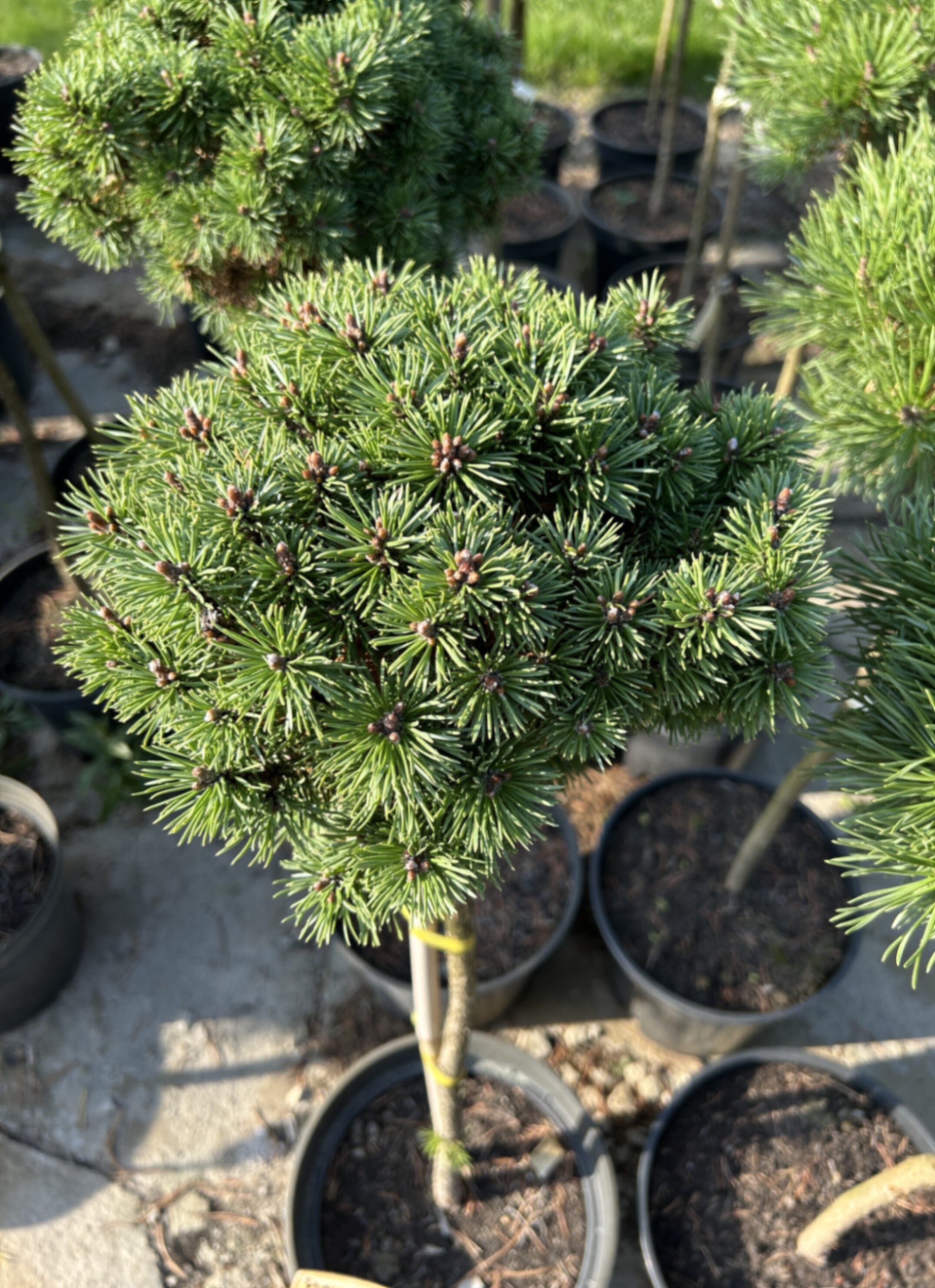 Сосна горная Фишляйнбоден штамб